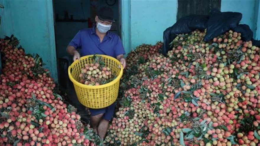 Promotional activities to boost exports of lychees to Japan